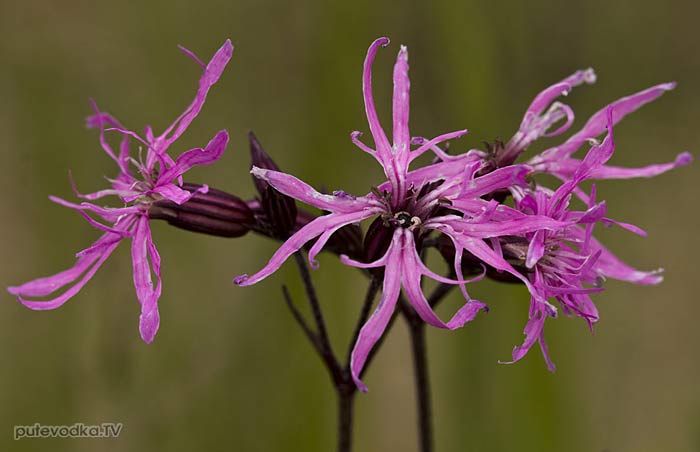 �������� ���� ������������ (Coccyganthe flos-cuculi)