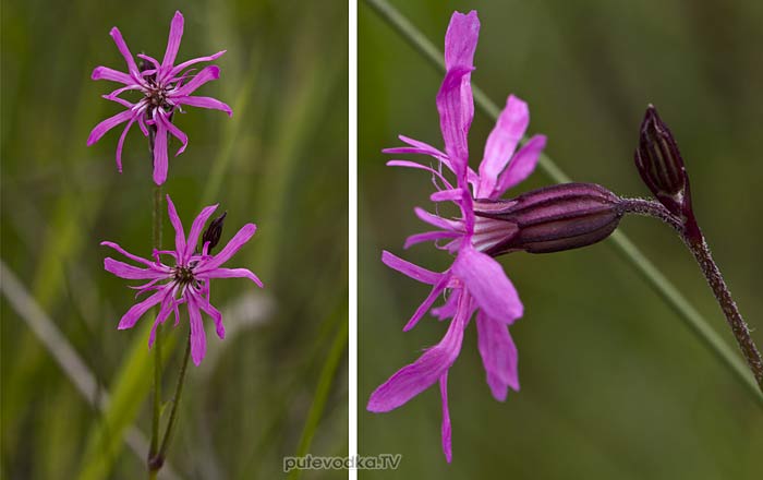 �������� ���� ������������ (Coccyganthe flos-cuculi)