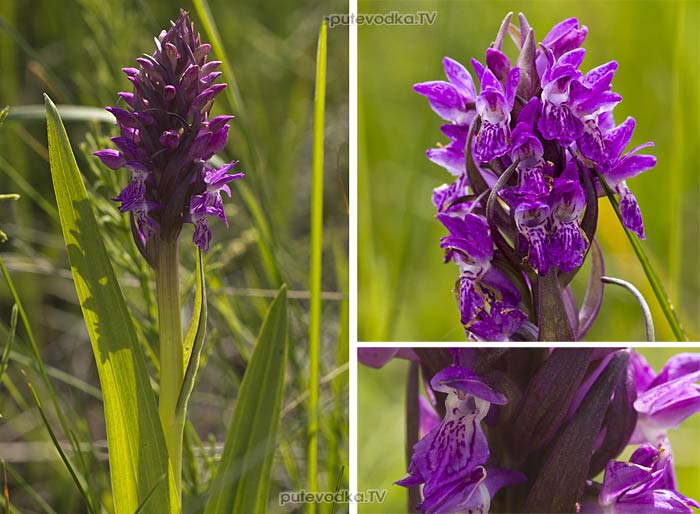���������������� ����-������� (Dactylorhiza incarnata)