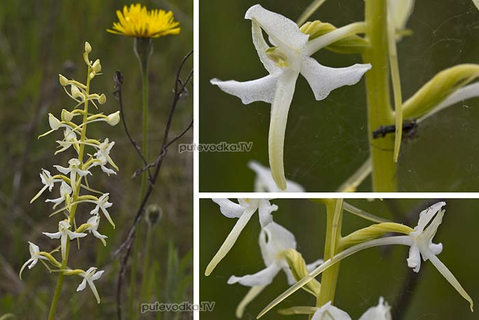 ����� ����������, ������ ������ (Platanthera bifolia)