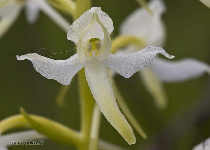 ����� ����������, ������ ������ (Platanthera bifolia)