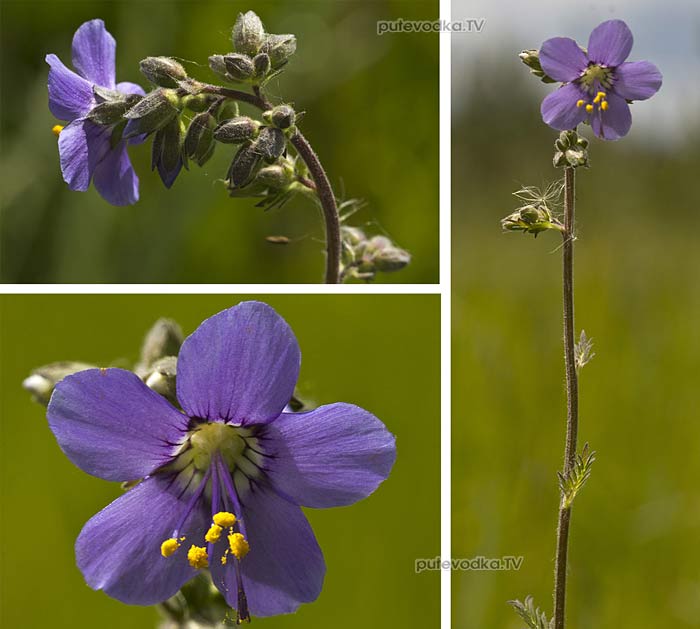 ������ ������� (Polemonium caeruleum)