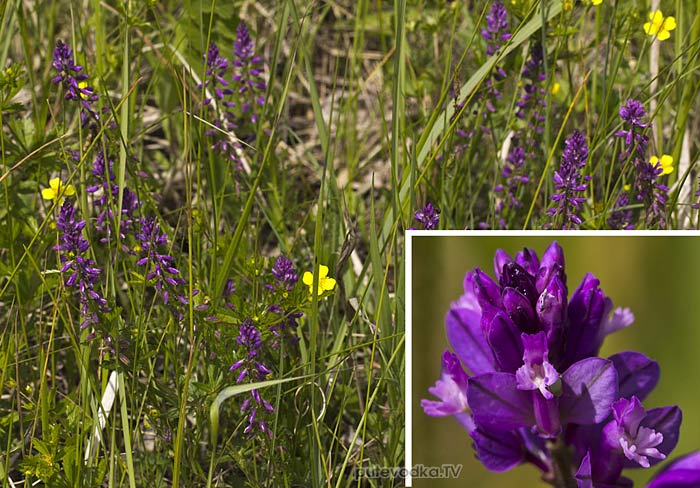 ����� �������� (Polygala comosa)