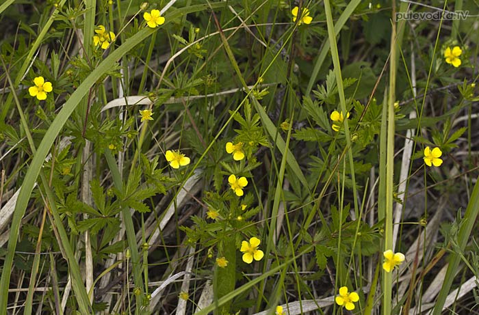 �������� ������������ (Potentilla erecta)