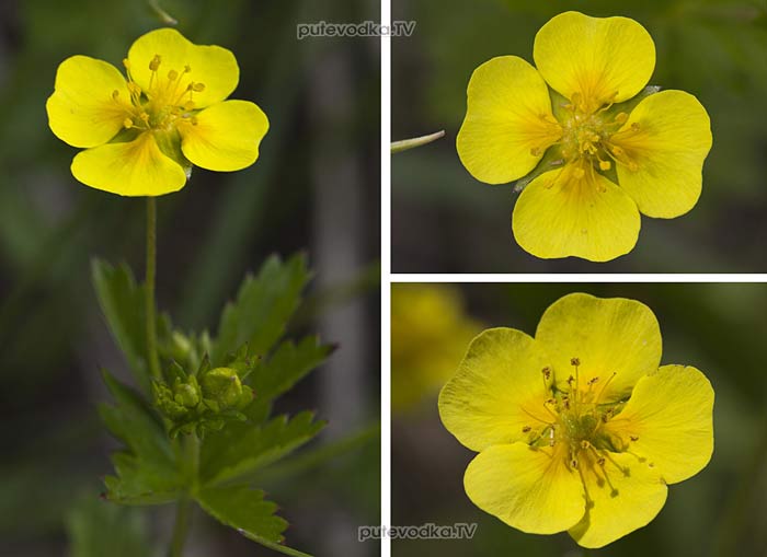�������� ������������ (Potentilla erecta)