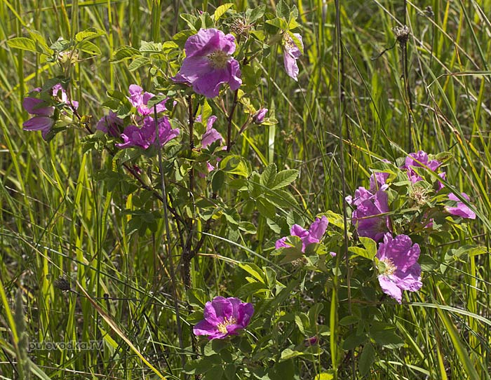�������� ������� (Rosa majalis)