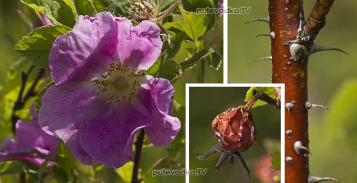 �������� ������� (Rosa majalis)