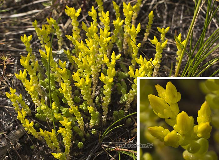 ������ ����� (Sedum acre)