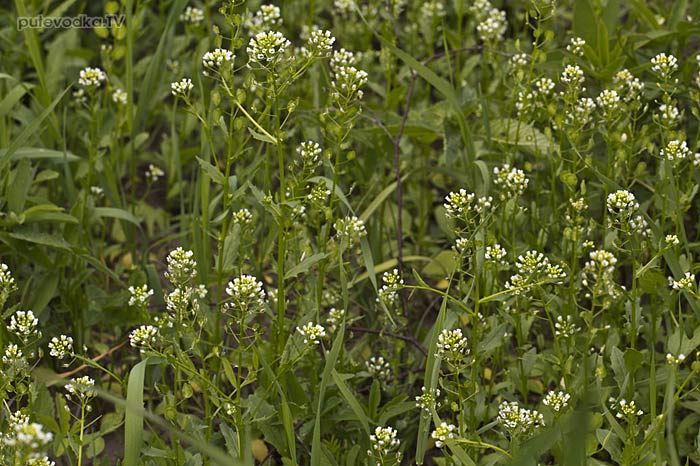 ������ ������� (Thlaspi arvense)