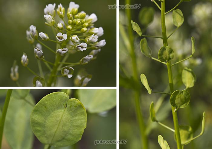 ������ ������� (Thlaspi arvense)