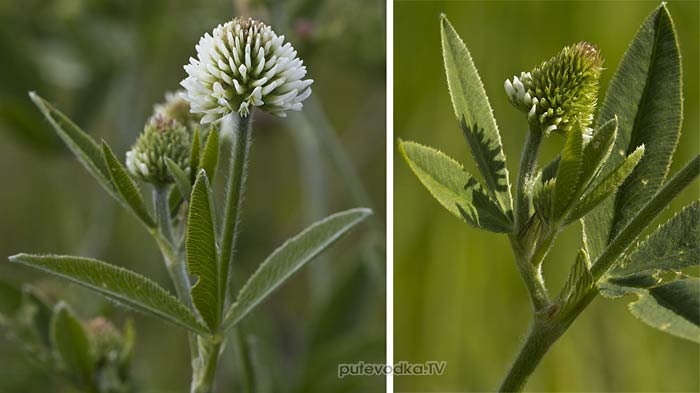 ������ ������ (Trifolium montanum)