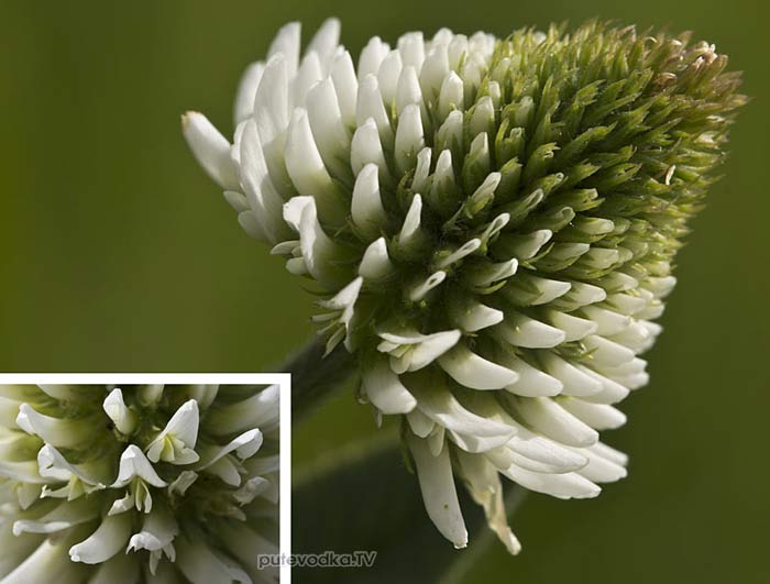 ������ ������ (Trifolium montanum)