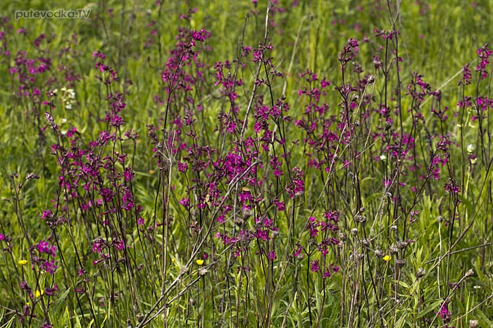 ������ �������, ������� ������� (Viscaria vulgaris)
