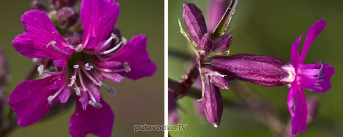������ �������, ������� ������� (Viscaria vulgaris)