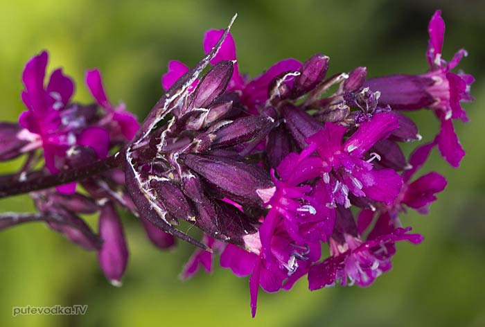 ������ �������, ������� ������� (Viscaria vulgaris)