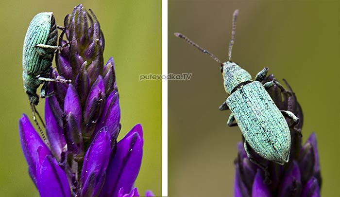 ���������� (Phyllobius (Pterygorrhynchus) maculicornis)