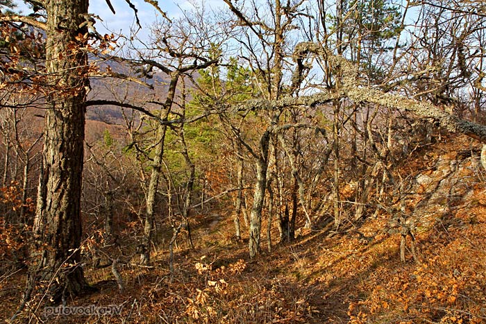 Россия. Крым. Парагильмен. Лес. Россия. Крым. Парагильмен. Лес.