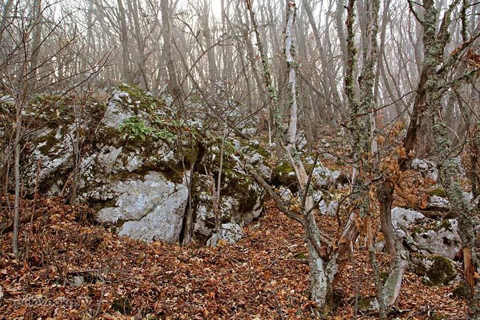 Россия. Крым. Парагильмен. Лес. Россия. Крым. Парагильмен. Лес.