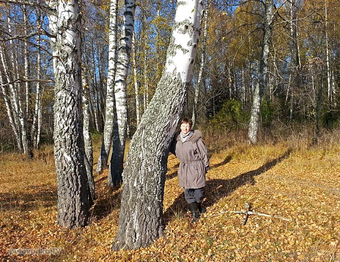 Березовая рощица Березовая рощица