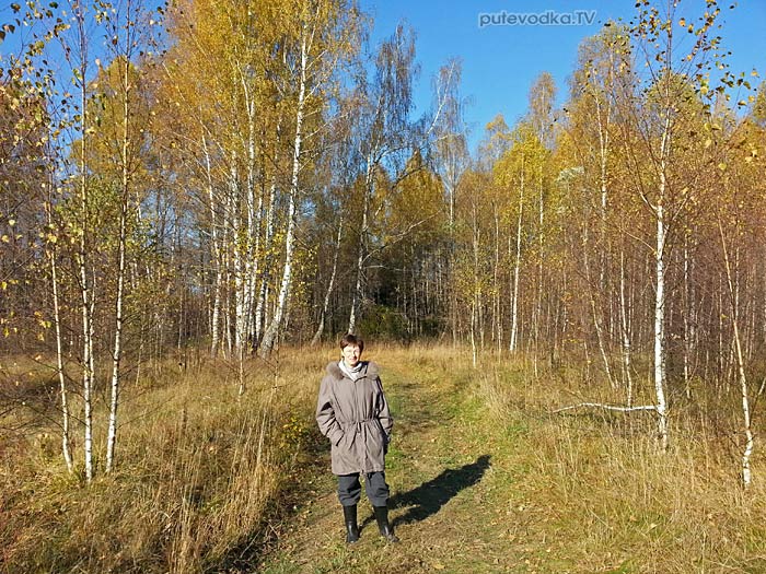 Березовая рощица Березовая рощица