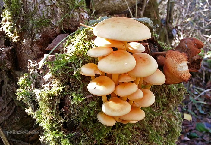 Опенок зимний (Flammulina velutipes) Опенок зимний (Flammulina velutipes)