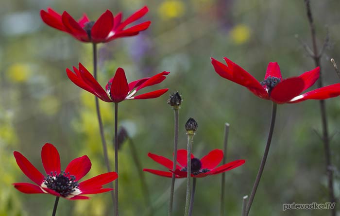 ��������� �������� ��� ����������� (Anemone pavonina) � ����������� ����������� �������� ��������� ���������.
