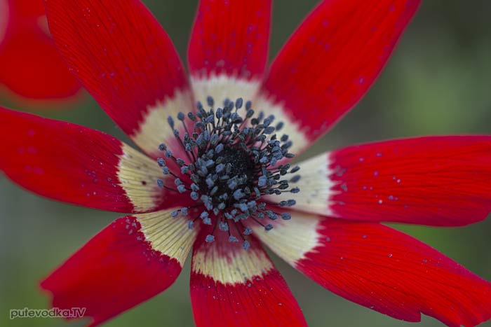 ��������� �������� ��� ����������� (Anemone pavonina) � ����������� ����������� �������� ��������� ���������.