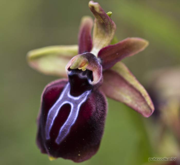 ����� ���������� (Ophrys mammosa) � ����������� ����������� �������� ��������� �������� (Orchidaceae).