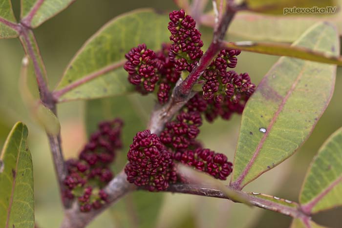 �������� ��������� (Pistacia lentiscus) � ���������  ������������ ������ ��� ��������� ��������� ��������� (Anacardiaceae).