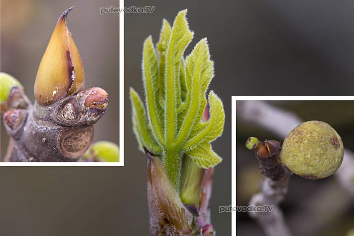 ����� (Ficus carica) � �������������� ����������� ������ ��������� ������� (Moraceae).