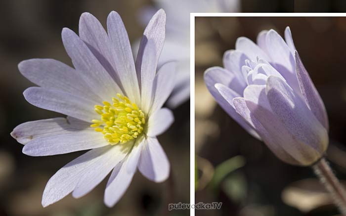 ��������� ������ (Anemone blanda)