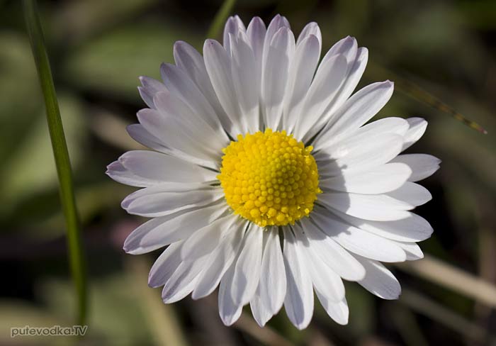 ���������� ���������� (Bellis annua)