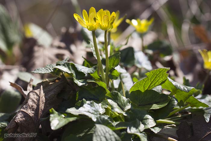 ������ ���������������� (Ficaria calthifolia)