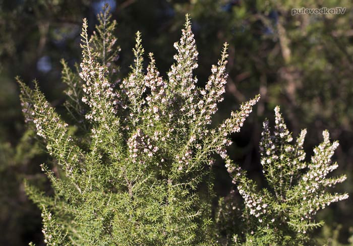 ����� ����������� (Erica arborea)