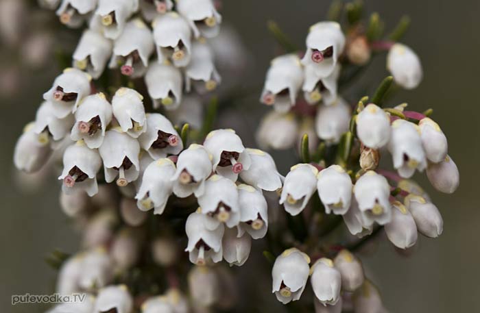 ����� ����������� (Erica arborea)