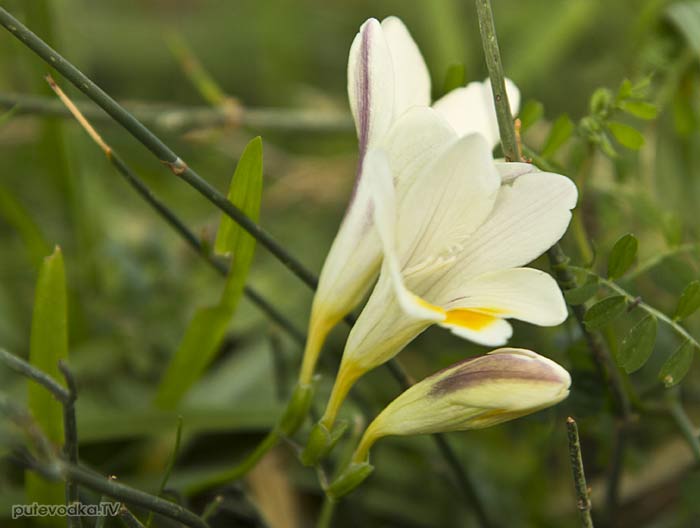 Фрезия (Freesia) Фрезия (Freesia)