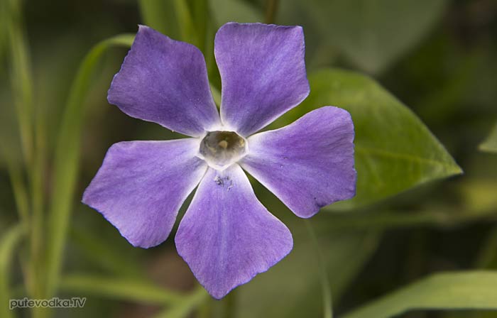 Барвинок большой (Vinca major) Барвинок большой (Vinca major)