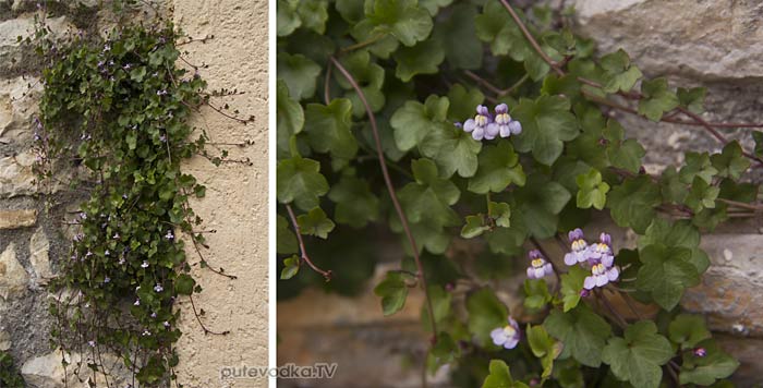 Цимбалярия постенная (Cymbalaria muralis) Цимбалярия постенная (Cymbalaria muralis)