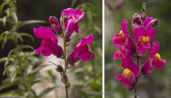 Львиный зев большой (Antirrhinum majus) Львиный зев большой (Antirrhinum majus)