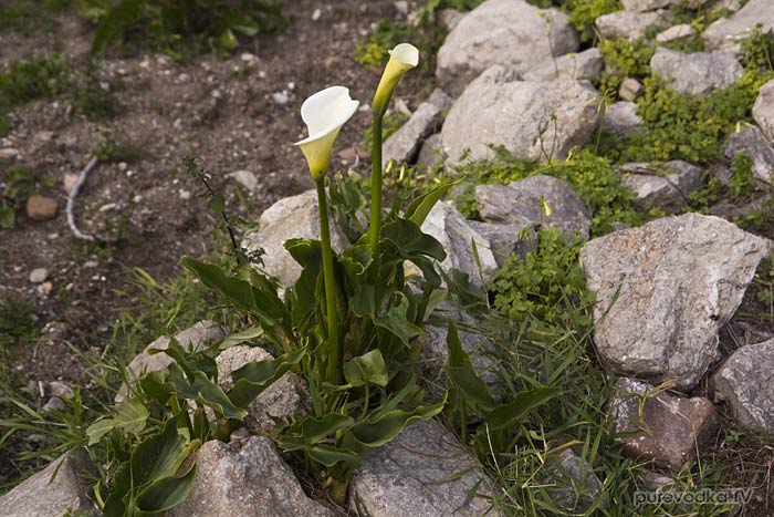 Белокрыльник эфиопский или Калла (Zantedeschia aethiopica) Белокрыльник эфиопский или Калла (Zantedeschia aethiopica)