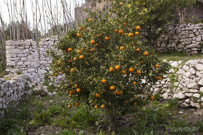 Мандарин (Citrus reticulata) Мандарин (Citrus reticulata)