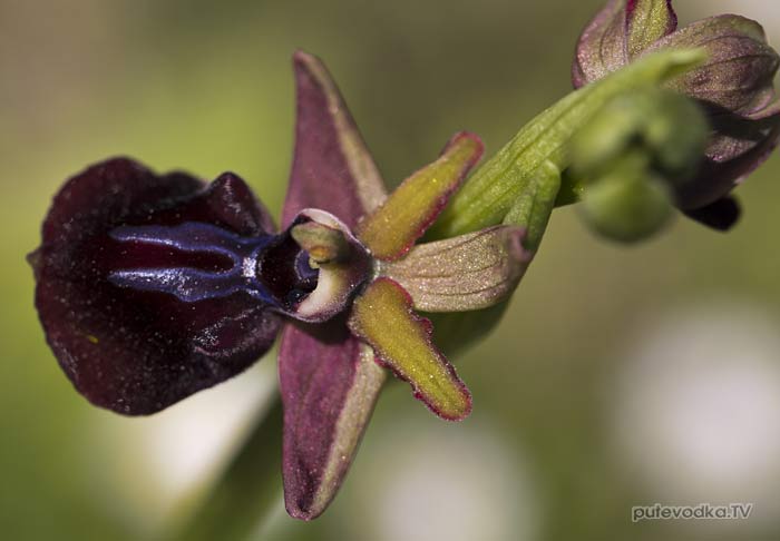 ����� ���������� (Ophrys mammosa)