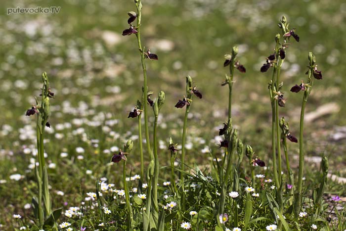 ����� ���������� (Ophrys mammosa)