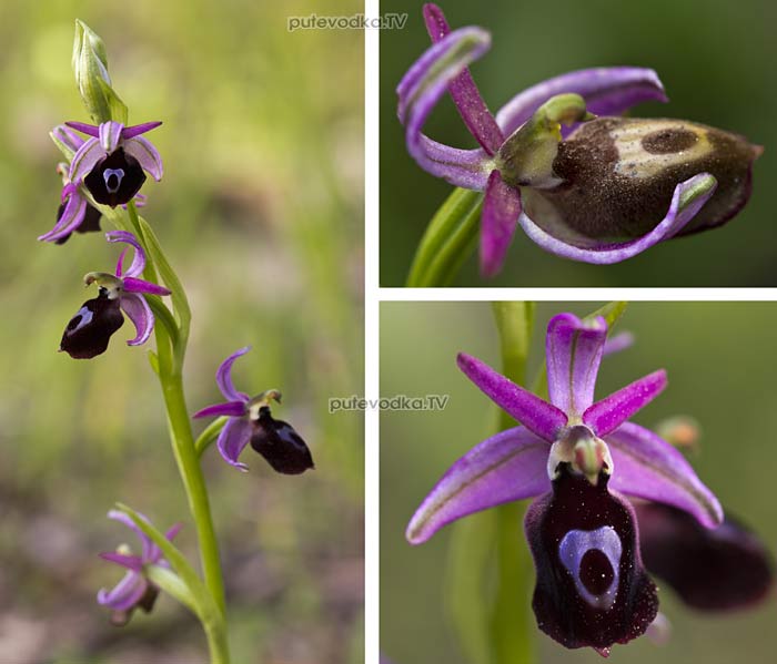 Ophrys ferrum-equinum