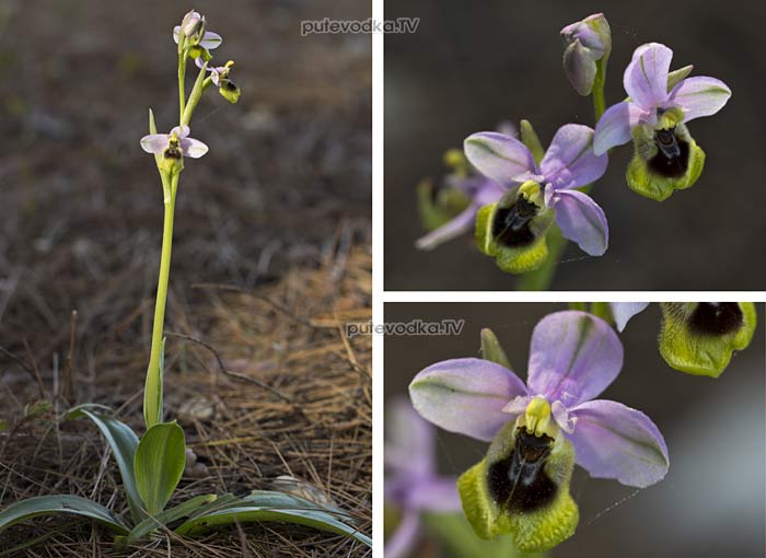 Ophrys villosa