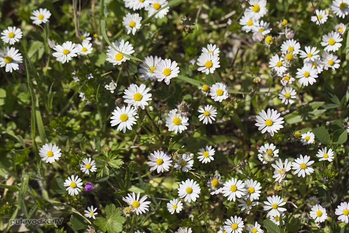 ���������� ���������� (Bellis annua)