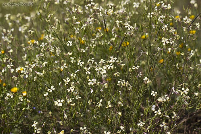 ������ ������� ��� ������ ����� (Raphanus raphanistrum)