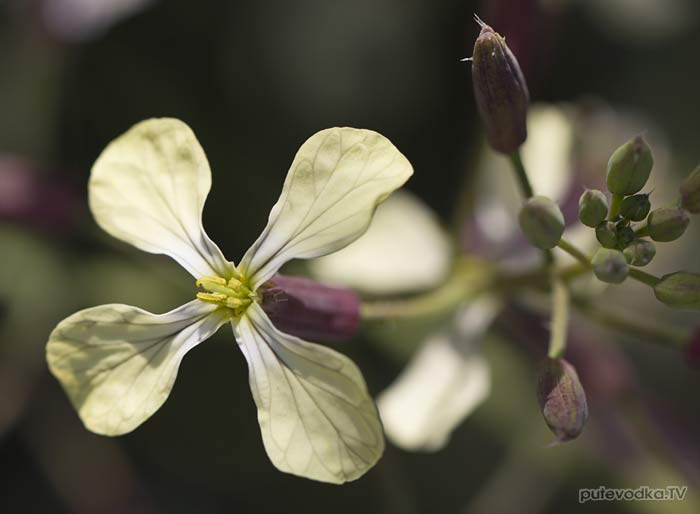������ ������� ��� ������ ����� (Raphanus raphanistrum)