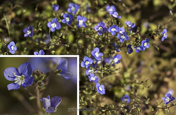 �������� (Veronica)