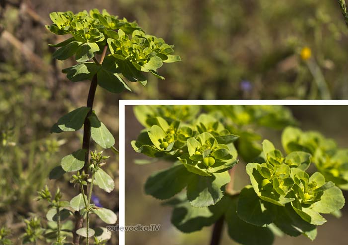 �������-���������� (Euphorbia helioscopia)